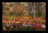 Keukenhof Hollandia 061